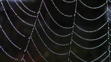 Deep Web vs Dark Web