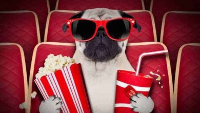 SledujFilmy.io online SK, CZ a zahraničné filmy zadarmo