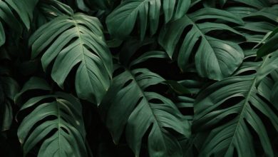 Monstera pestovanie, zalievanie, vhodné miesto a druhy