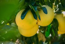 Pomelo kalórie (kcal a KJ), vitamíny a recepty