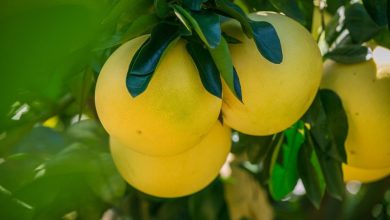 Pomelo kalórie (kcal a KJ), vitamíny a recepty