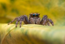 Ako dlho žije pavúk alebo tarantula v domácnostiach a v prírode