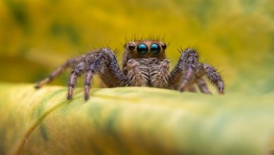 Ako dlho žije pavúk alebo tarantula v domácnostiach a v prírode