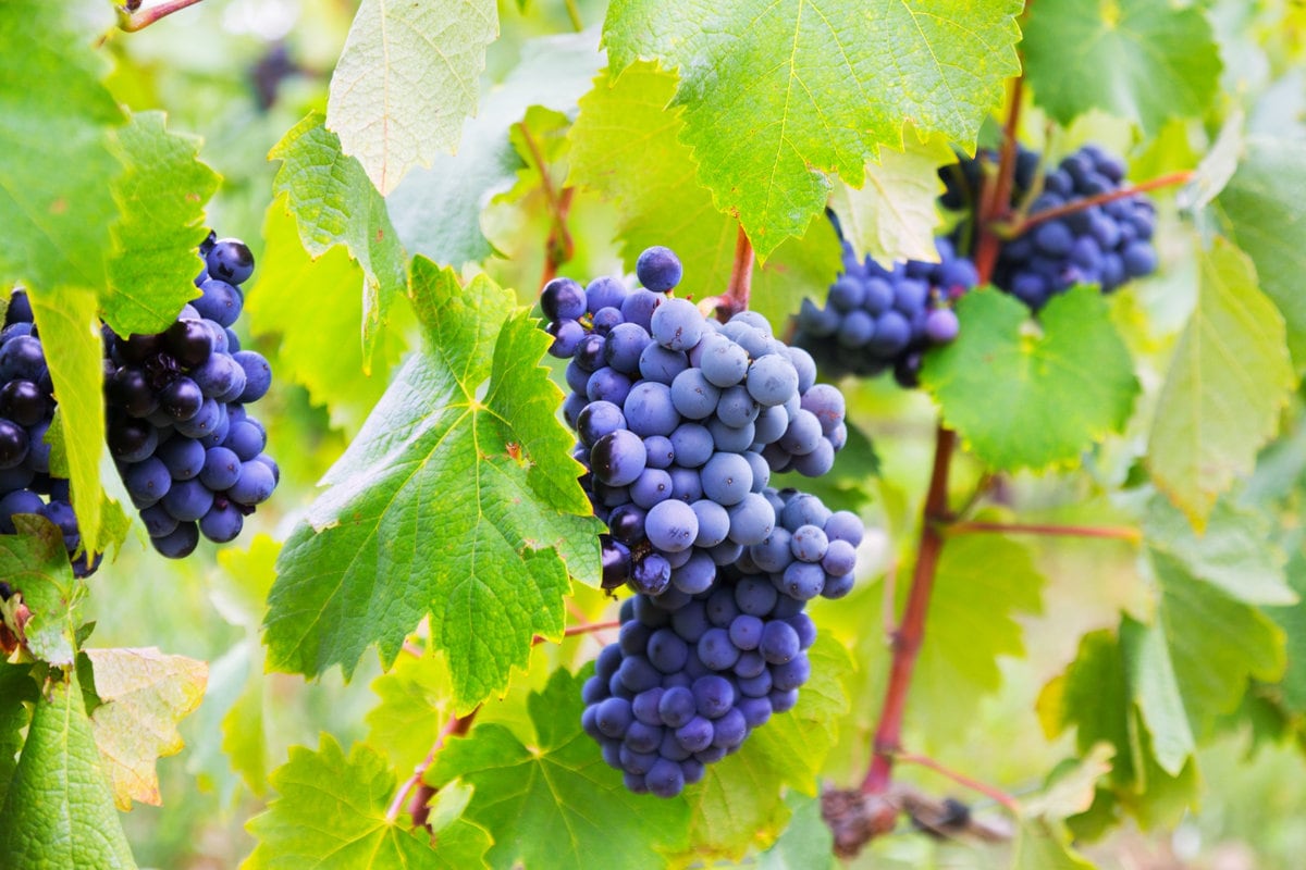 Recipes from grape wine Recipes from grape wine