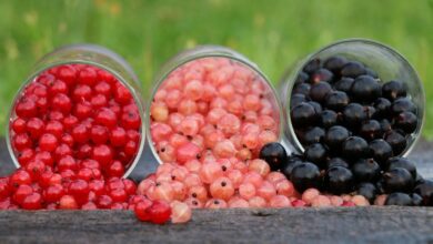 Ríbezle – kalórie (kcal a kJ), vitamíny, minerály a recepty Ríbezle – kalórie (kcal a kJ), vitamíny, minerály a recepty