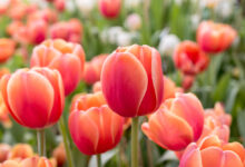 Samozber tulipánov