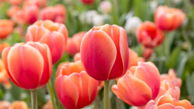 Samozber tulipánov Samozber tulipánov