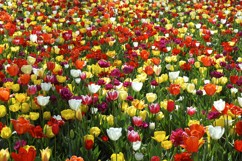 Tulipány
